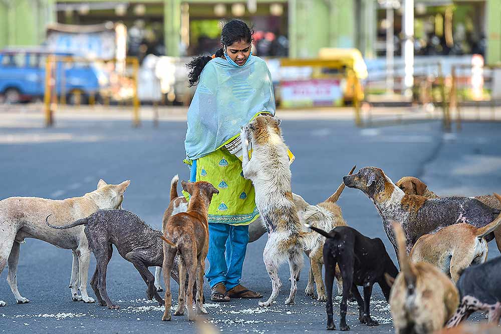 how do you get rid of street dogs